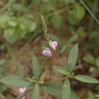 Rostellularia diffusa var. diffusa (Willd.) Nees